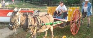 actividades-familiares-2
