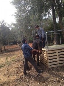 equinoterapia-2